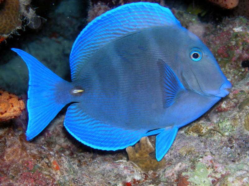 Blue Tang at Larry’s Lair in Bonaire