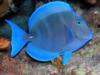 Blue Tang at Larry’s Lair in Bonaire