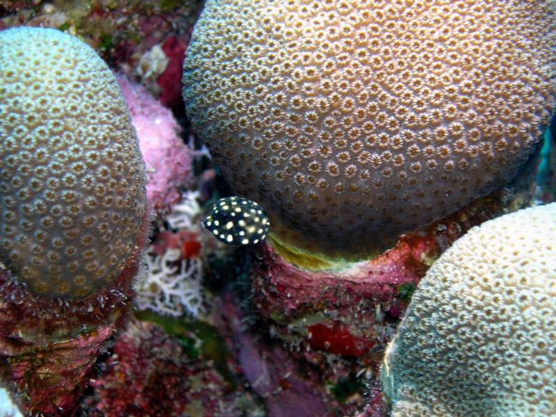 Juvenile Smooth Trunkfish at Red Slave in Bonaire