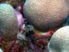 Juvenile Smooth Trunkfish at Red Slave in Bonaire