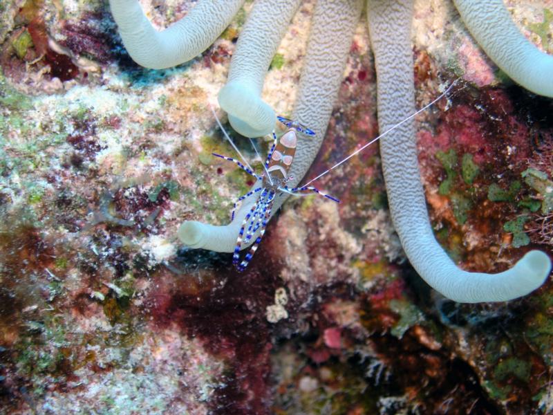Spotted Cleaner Shrimp at Red Slave in Bonaire