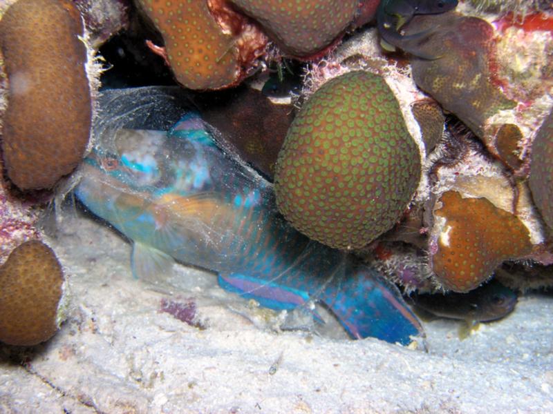 Princess Parrotfish sleeping in protective mucus bubble at night at Reef Scientifico in Bonaire