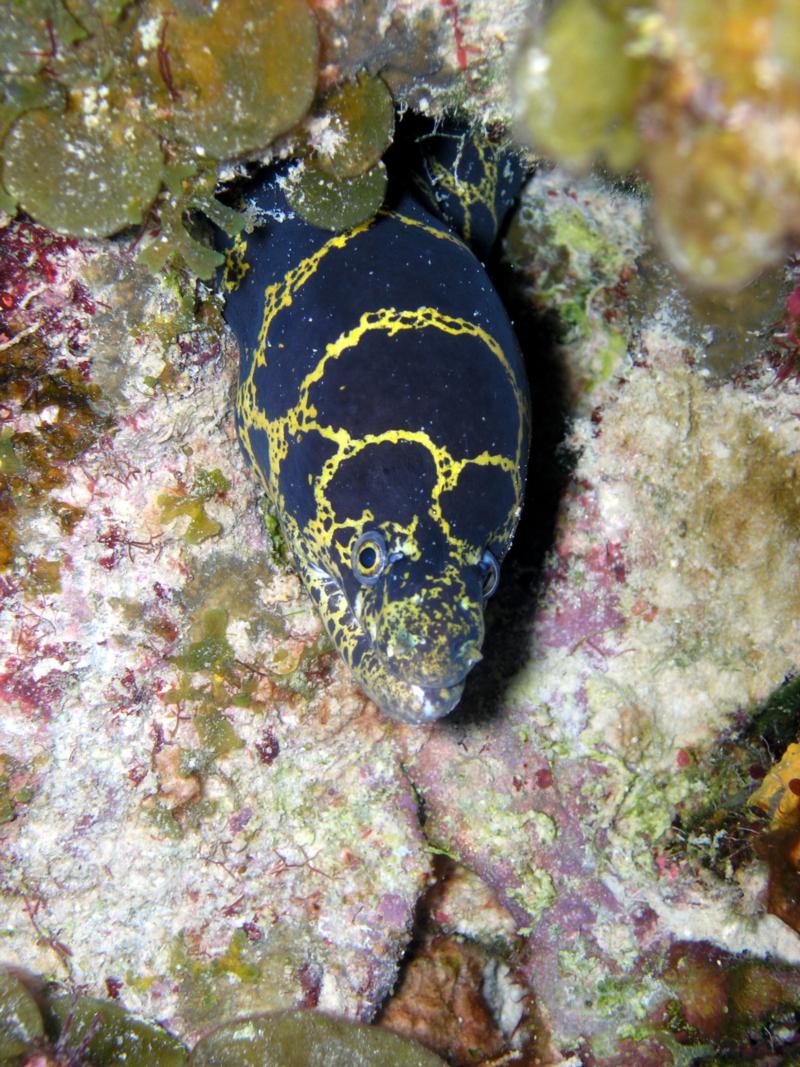 Chain Moray at Knife on Klien Bonaire in Bonaire