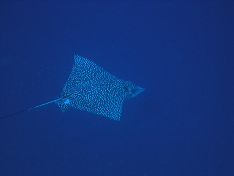 Spotted Eagle Ray at Baby’s Beach on Larry’s Wildside in Bonaire