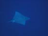 Spotted Eagle Ray at Baby’s Beach on Larry’s Wildside in Bonaire