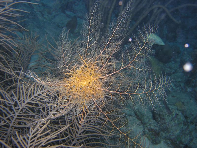 Giant Basket Star with arms extended for feeding at Angel City in Bonaire