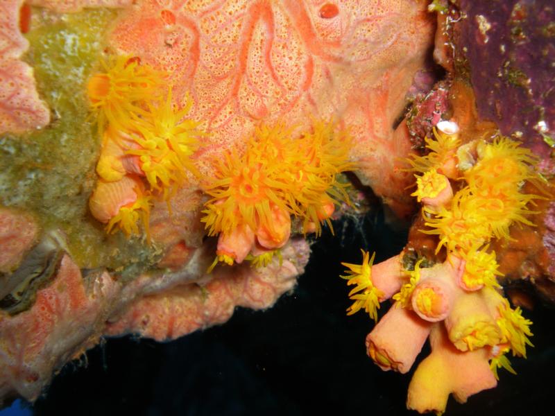 Orange Cup Coral at Hilma Hooker in Bonaire