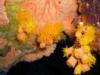 Orange Cup Coral at Hilma Hooker in Bonaire