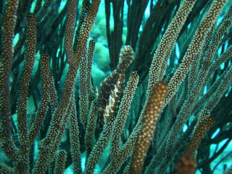 The ever elusive Slender Filefish at 1,000 Steps in Bonaire