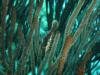 The ever elusive Slender Filefish at 1,000 Steps in Bonaire