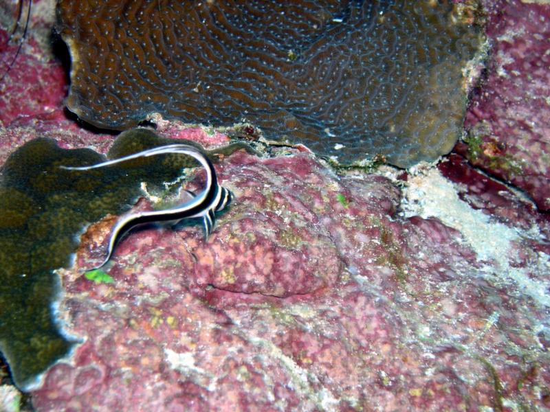 Juvenile Spotted Drum at White Hole, Blue Hole on Larry’s Wildside in Bonaire