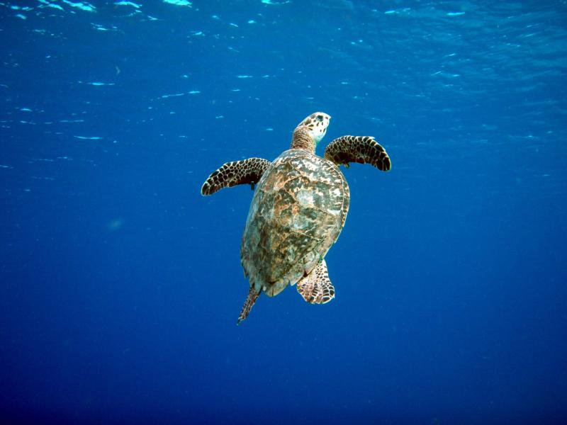 Hawksbill Turtle at Bari Reef in Bonaire