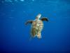 Hawksbill Turtle at Bari Reef in Bonaire