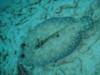 Peacock Flounder at Bari Reef in Bonaire