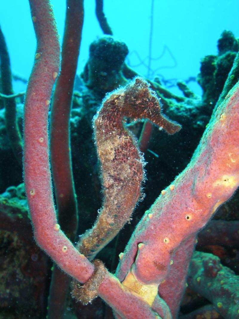 Longsnout Seahorse at Bari Reef in Bonaire