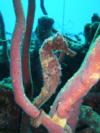 Longsnout Seahorse at Bari Reef in Bonaire