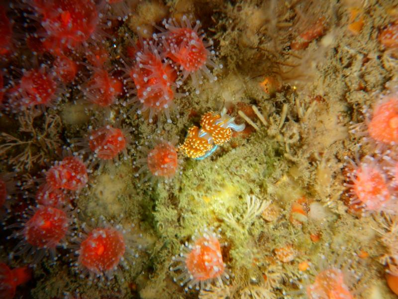 Horned Aeolid nudibranch on the Ruby E in Wreck Alley, San Diego