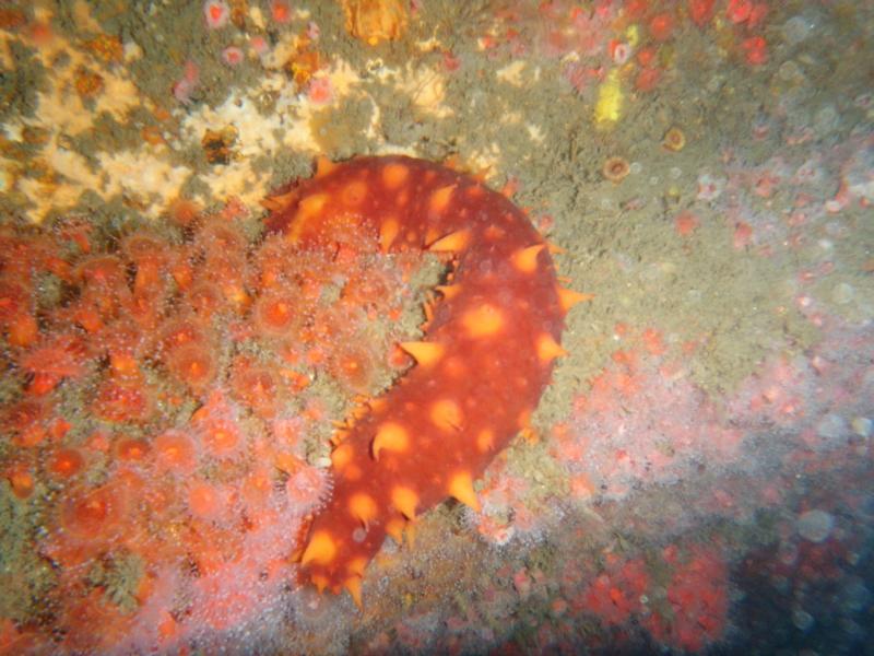 California Sea Cucumber on the Ruby E in Wreck Alley, San Diego