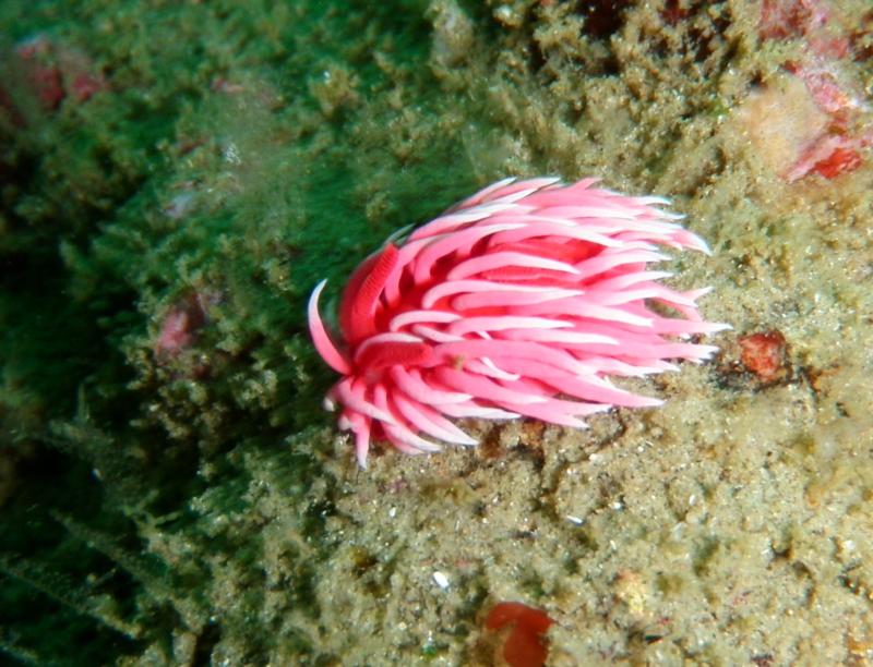 Hopkins’ Rose (Okenia rosacea) nudibranch at Fisherman’s Cove, Laguna Beach, CA