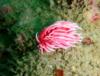 Hopkins’ Rose (Okenia rosacea) nudibranch at Fisherman’s Cove, Laguna Beach, CA