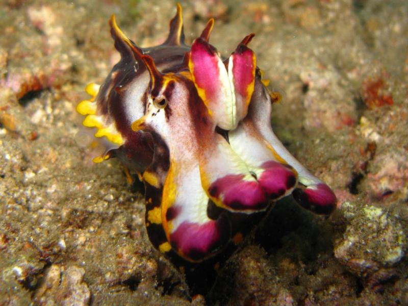 flamboyant cuttle fish