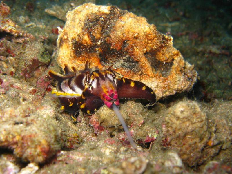 flamboyant cuttlrfish feeding?