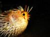 poor puffed porcupine puffer fish