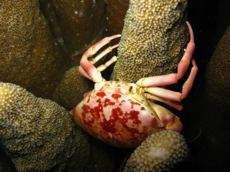 well done crab  cathedral, anilao, batangas philippines