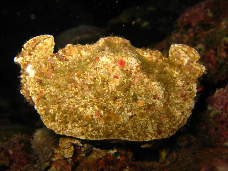 some stone crab night dive, cathedral, anilao, batangas, philippines