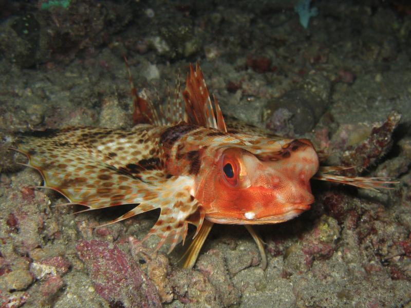 flying gurnard, arthur’s rock, anilao, batangas , philippines