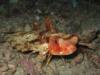 flying gurnard, arthur’s rock, anilao, batangas , philippines