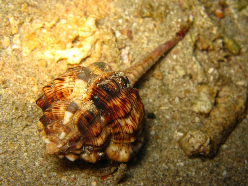 some interesting shell.. arthur’s rock, night dive, anilao, batangas, philippines