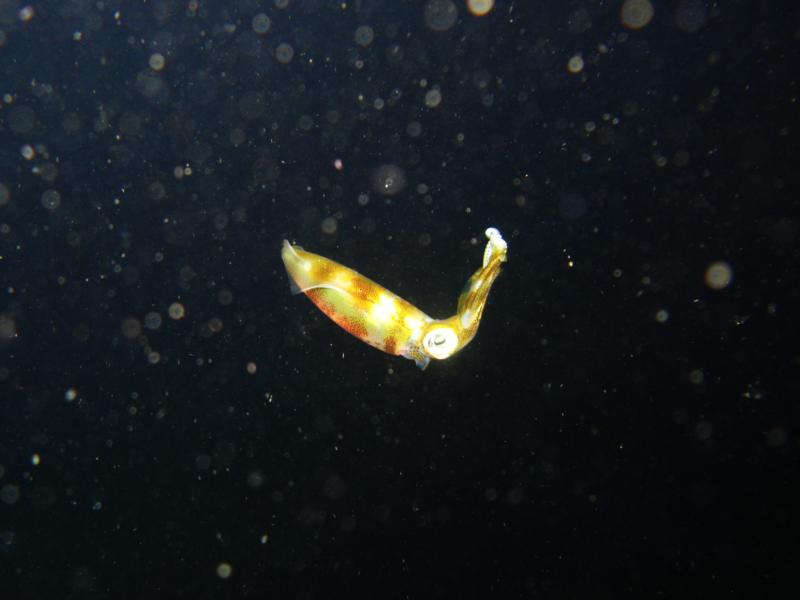 squid arthur’s rock, anilao, batangas, philippines