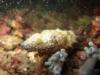 cuttlefish with shrimp arthur’s rock, anilao, batangas, philippines