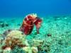 seahorse.. mainit bubbles, batangas, anilao