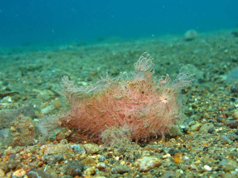 hairy frogfish, mainit,anilao, batangas, philippines