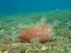 hairy frogfish, mainit,anilao, batangas, philippines