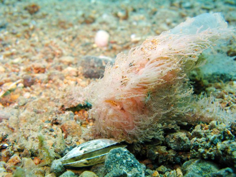 hairy frogfish up front anilao, batangas, philippines