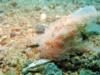 hairy frogfish up front anilao, batangas, philippines