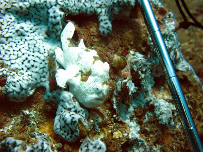 white juvenile frog fish about 1 inch.. maiinit, anilao philippines