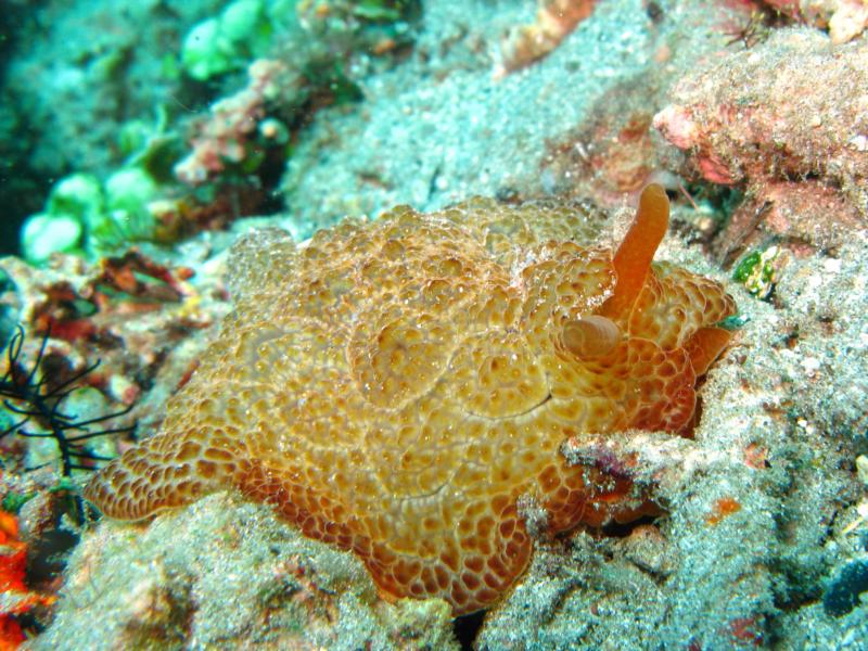 a giant nudi... =) anilao, philippines