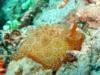 a giant nudi... =) anilao, philippines