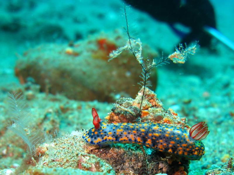 nudibranch anilao, philippines