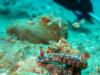 nudibranch anilao, philippines
