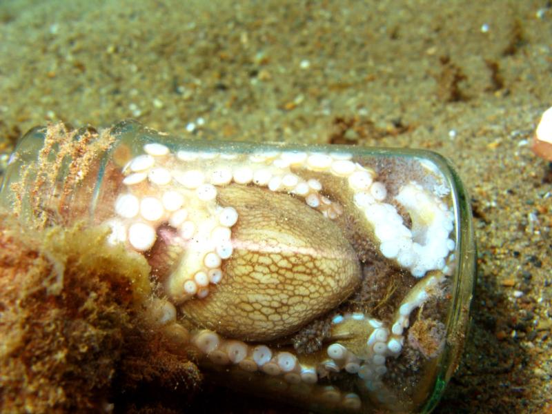 octopus with eggs in a bottle, anilao, philippines