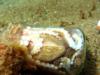 octopus with eggs in a bottle, anilao, philippines