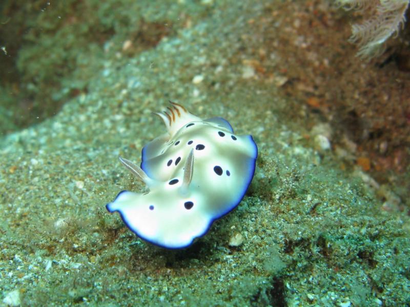 nudibranch, anilao, philippines