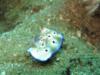 nudibranch, anilao, philippines