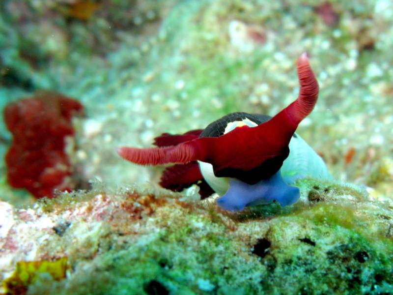 nudi.. anilao,philippines