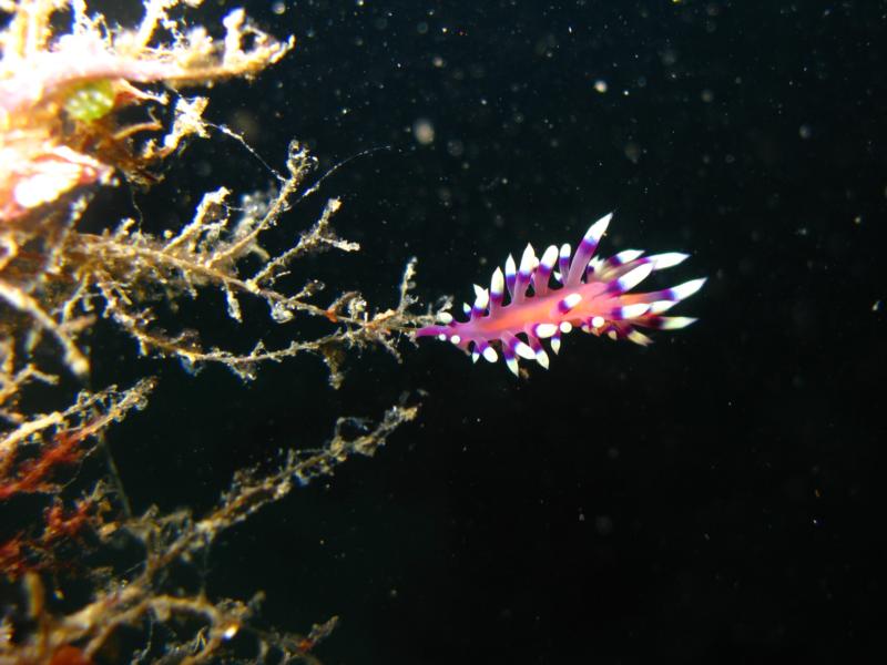 some nudi anilao, philippines